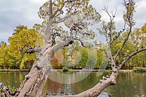 A beautiful old fantastic branchy willow tree with green and yellow leaves and a group of pigeons birds in a park in