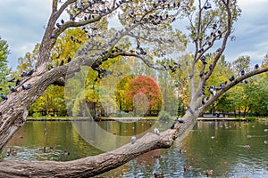 A beautiful old fantastic branchy willow tree with green and yellow leaves and a group of pigeons birds in a park in