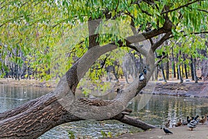 A beautiful old fantastic branchy willow tree with green and yellow leaves and a group of pigeons birds by a pond with ducks