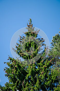 A beautiful old fir tree with cones on the branches against a blue sky background