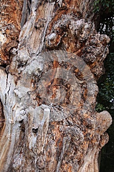 A beautiful Old Gnarly Tree