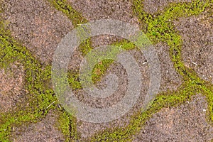 Beautiful old green mossy Paving bricks background