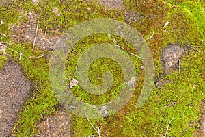 Beautiful old green mossy Paving bricks background