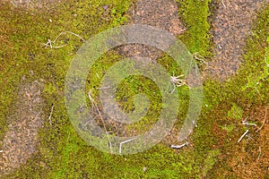 Beautiful old green mossy Paving bricks background