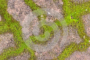 Beautiful old green mossy Paving bricks background