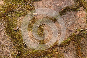 Beautiful old green mossy Paving bricks background