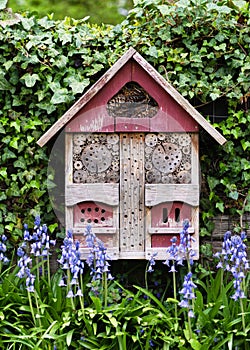 Beautiful old insect or bug hotel hung on an ivy covered wall and blue bluebells flowers in spring country garden.