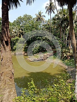 Beautiful old lake and tree image