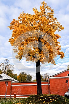 Beautiful old maple tree with golden autumn foliage.