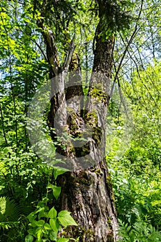 Beautiful old mossy tree in the woods