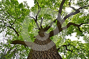 Beautiful old oak tree branches