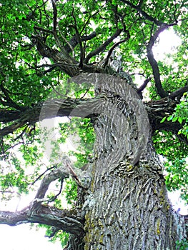 A beautiful old oak tree with green leaves.