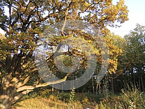 Beautiful old oak trees in autumn