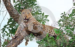 Beautiful old one eyed leopard relaxed in a tree looking directly ahead in South Luangwa National Park, zAMBIA