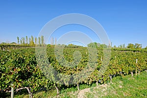 Beautiful old organic malbec vineyards in San Juan, Argentina, South America, also seen in Mendoza Province