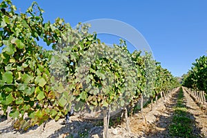 Beautiful old organic malbec vineyards in San Juan, Argentina, South America, also seen in Mendoza Province