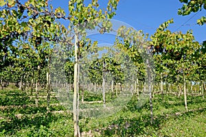 Beautiful old organic malbec vineyards in San Juan, Argentina, South America, also seen in Mendoza Province