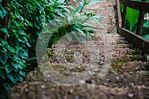 Beautiful Old Rocky steps down a forest