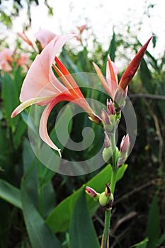 Beautiful Old rose of Canna indica Flower or commonly known as Indian shot or African arrowroot