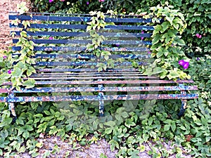 Beautiful old rusty bench with flaking blue paint overgrown with creepers