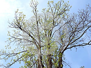 Beautiful tree in spring, lithuania