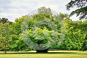 Beautiful old tree in the countryside. Schwerin, Germany