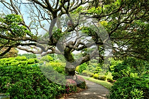 Beautiful old tree in a japanese garden photo