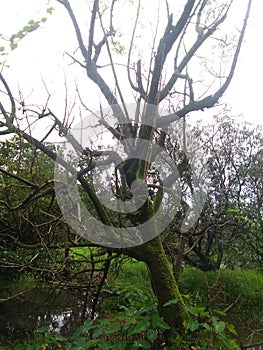 Beautiful old tree lake image