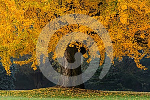 Beautiful old tree with orange leaves