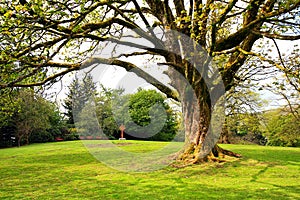 Beautiful old tree in Spring