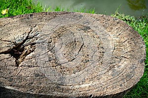 Beautiful old tree stump