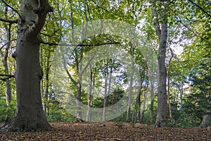 Beautiful old trees in autumn colors in the park De Horsten in Wassenaar