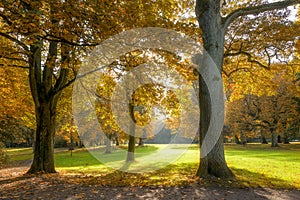 Beautiful old trees with colorful autumn leaves in an old park, seasonal nature background