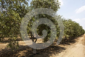 Beautiful olive groves of Ica Peru, Olive field Traditional plantation on sunny days Natural irrigation olive industry