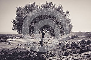 Beautiful Olive Tree on the Hills of Agrigento