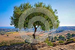 Beautiful Olive Tree on the Hills of Agrigento