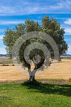 Beautiful olive tree tree on sunny day blue sky and wheat field.