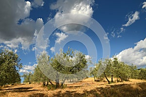 Beautiful Olive Trees with Blue Cloudy Sky. Summer Season, Tuscany.