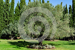 Beautiful olive trees Olea europaea in relic 200 year old olive grove in Aivazovsky landscape park Park Paradise