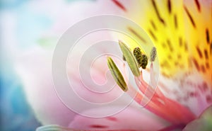 Beautiful Ñolorful flowers alstroemeria macro shot. Shallow focus. Abstract flower background.