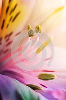 Beautiful Ñolorful flowers alstroemeria macro shot. Shallow focus. Abstract flower background.