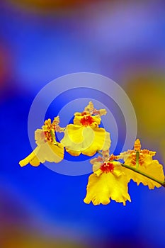 Beautiful oncidium or dancing lady orchids with colorful background