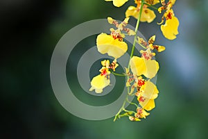 Beautiful Oncidium orchid flower in garden