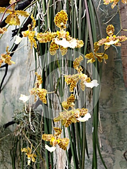 Beautiful Oncidium tiger orchid