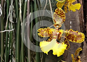 Beautiful Oncidium tiger orchid