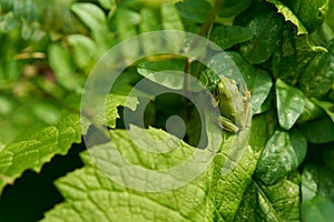 Beautiful one green tree frog located on green smooth background