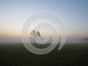 Beautiful One Isolated Single Tree in Nature Wild Landscape Sunrise with Foggy Mist