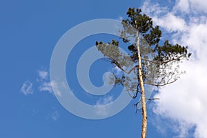 Beautiful one single tree in the forest standing hight against blue sky and white fluffy clouds, one pine tree on a background of