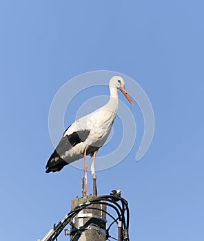 Beautiful one white storks on a background of blue sky.