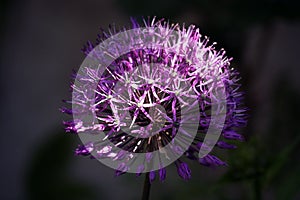 Beautiful onion flower close up. inflorescence umbel ball